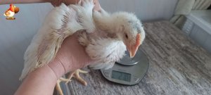Вес бройлеров Кобб-500 в 3 недели