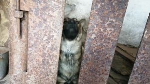 Волкособ выпрашивает свободу