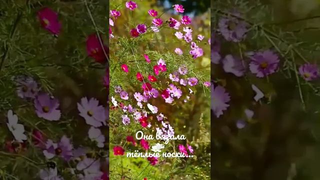 Она вязала тёплые носки... Сережа Мельник, стихи, #стихиспользой