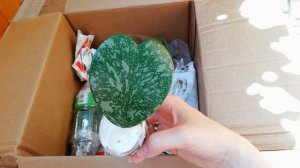 Новые хойи почтой! БОЛЬШАЯ посылка №4  (2019)