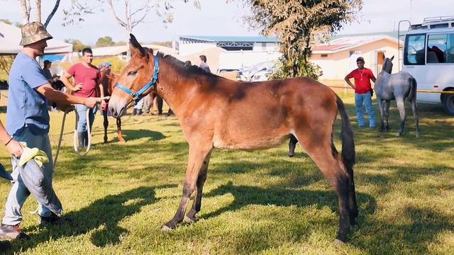 Grants to the Rescue! | Costa Rica 2024 смотреть онлайн