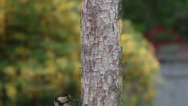 15 минут и вы заснете, звуки природы, пение птиц, звуки для сна! the sounds of nature, birdsong! смотреть онлайн