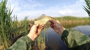 Икорный Карась на червя I ловля на Поплавок