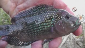 НЕОБЫЧНЫЕ РЫБКИ в Кубанских водоёмах. На Рыбалке Fishing angeln la pesca câu cá memancing Fish ประมง