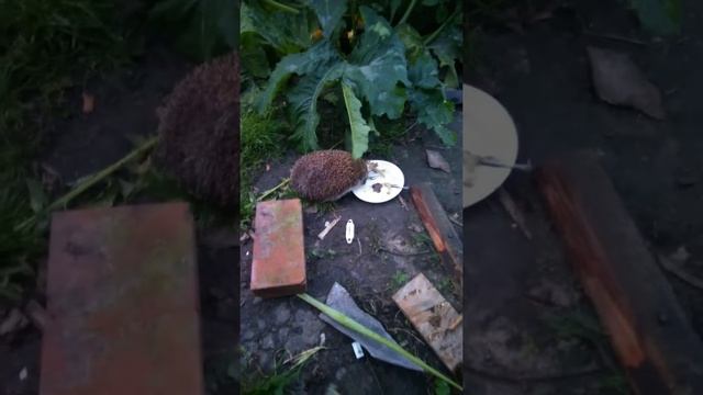 Я родился ёжика смотреть онлайн