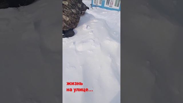 снова на улице... взяли с улицы, выбросили на улицу... дважды преданный