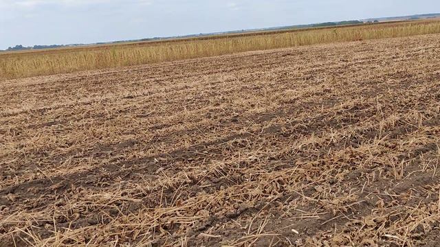 Corn organic no till 2022. посев сидерата смотреть онлайн