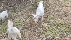 Обрезка копыт у козы / Внутреннее строение копыт / Болезни #козоводство #животноводство #зоология