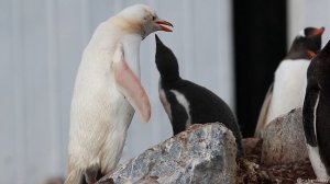 White Gentoo Penguin