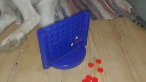 игра #собак лабрадор Бэль против #чихуа Акиры "3 в ряд". Кто выиграет? #дикийчеллендж#соревнования