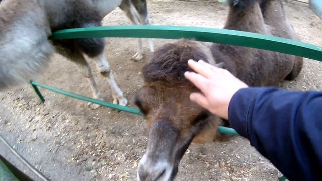 Верблюд ест с руки морковку в зоопарке. Парк Березовая роща.A camel eats a carrot from a hand. смотреть онлайн