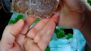 ИТОГИ УКОРЕНЕНИЯ ПЕЛАРГОНИЙ В ПЕРЛИТ, ВЕРМИКУЛИТ И ТОРФ С КОКОСОВЫМ ВОЛОКНОМ. ВЫВОДЫ,