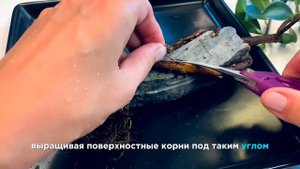 Бонсай. Мир Волшебства. N 3. Фикус Микрокарпа с декоративным камнем