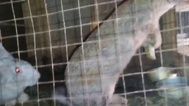 Случка крольчихи! Как правильно нужно покрывать крольчиху 🐇#врек#кролики_разведение#окрол#крольчата