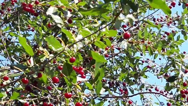 Как залить фундамент под баню / Бетономешалка/Вишня спеет/ смотреть онлайн