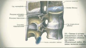 Анатомия с АВ. Соединения черепа, позвоночного столба и ребер.