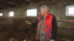 Болезни коров. Травматический ретикулит. Лечение магнитом крс. Профилактика  ретикулита.