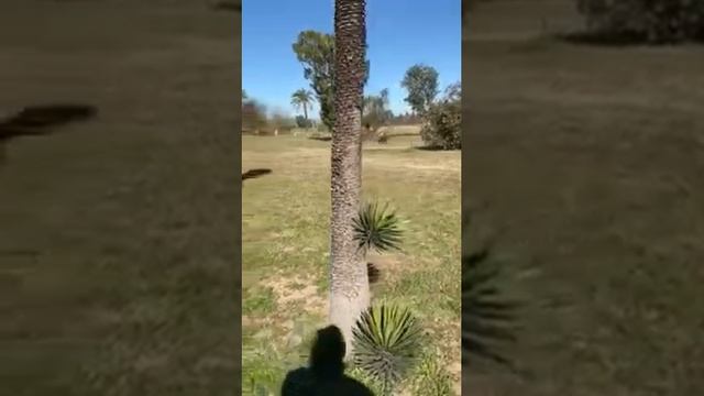 Yucca Filifera Grove | Part 5 Botanical Garden Tour смотреть онлайн