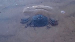 Crab / Краб зарывается в песок