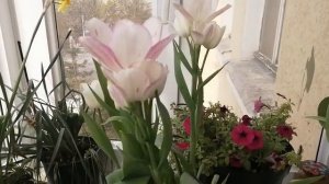 Тюльпаны в горшке. Цветение на балконе сорта Белиция. Апрель 2022