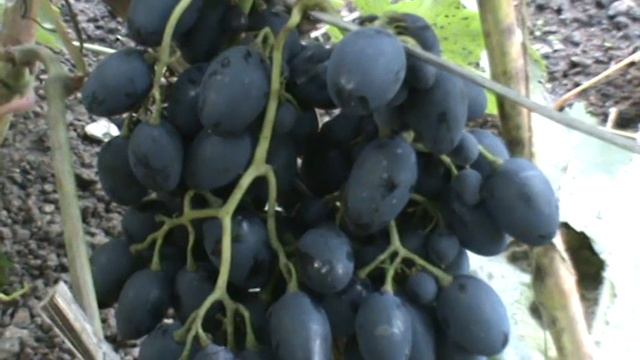 Саженцы винограда "Наталья" - Питомник Садоград смотреть онлайн