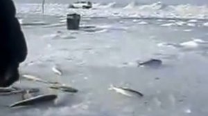 Зимняя рыбалка на Байкале,байкальский хариус