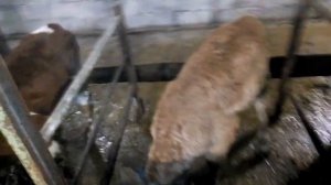 Рацион кормление бычков часть 1