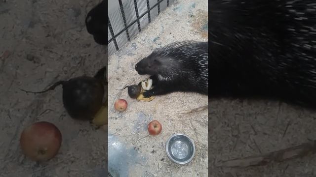 Как кушает дикобраз #милаха#иголки#самчиститбанан смотреть онлайн