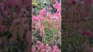 бересклет европейский и тверской. почувствой разницу.