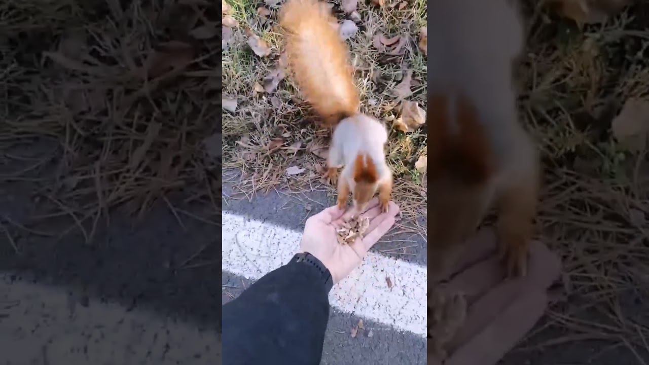 #бесстрашная #белка #лес смотреть онлайн