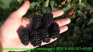 Ежевика НАТЧЕЗ + ПРАЙМ АРК 45