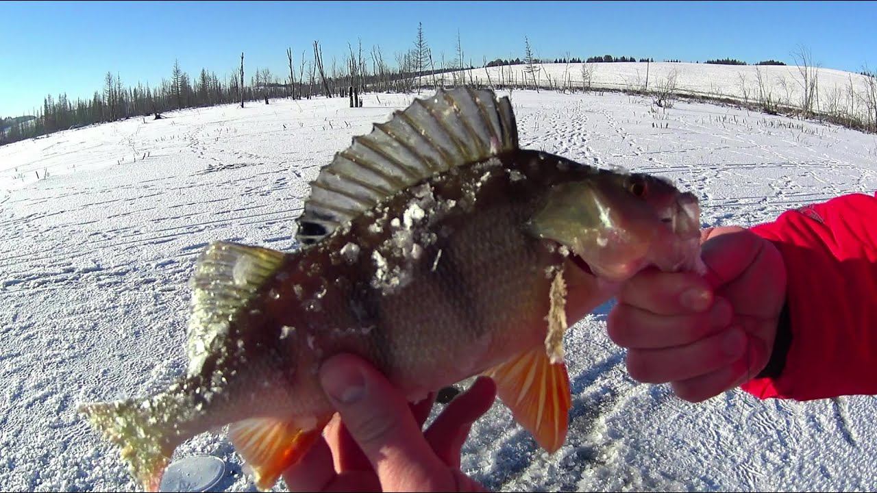 Первый лед 2022-23.Крупный Окунь на Жерлицы.Щука на Жерлицы.Окунь в камере и Вкусные пельмени)) смотреть онлайн
