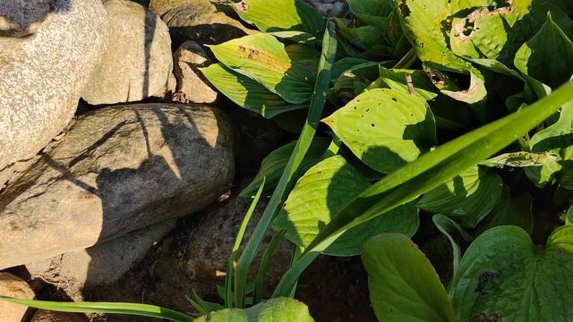 Обзор альпийской горки в августе. У меня случилось чудо! На горке появились... смотреть онлайн