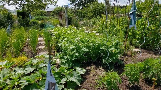 Жизнь беженцев в Нидерландах 🇺🇦 🇳🇱 Влог Наш урожай! Работа на даче! смотреть онлайн