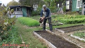 Как посадить чеснок. Посадка чеснока под зиму, подготовка грядки и что получилось в итоге.