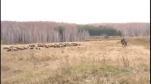 Курдючная порода овец