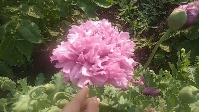 Мак пионоцветный.ПУРПЛ. смотреть онлайн