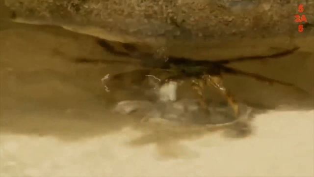 Хищники в деле, львы устроили засаду. Самые эпичные битвы диких животных за "5 минут" смотреть онлайн