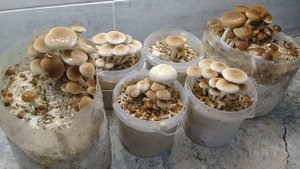 Очередной обзор (АГРОЦИБЕ)