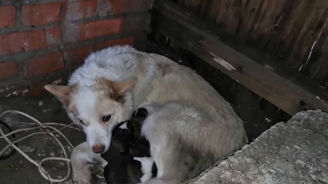 Переезд щенков в конуру смотреть онлайн