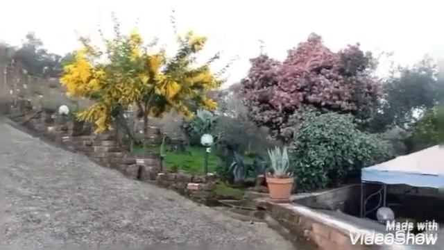 Акація серебриста. Так, так, це про мімозу! #mimosa #мімоза #весняні_квіти