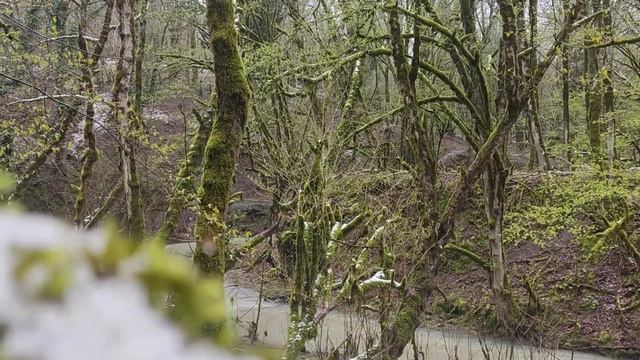 Small Tree Hole Turns To Survival Woodcraft - Off Grid Bushcraft Shelter  Nature Vlog