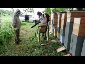 удаляем пчел из медовых корпусов воздуходувкой