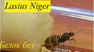 Первое кормление Lasius Niger БЕЛОК БЕЗ РАБОЧИХ!!!