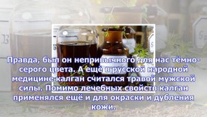 Завязный корень. чем полезен калган?