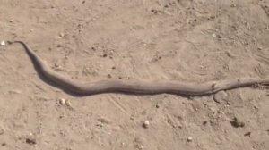 Самая большая змея в Армению