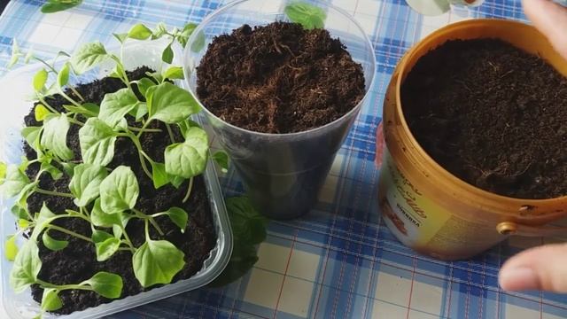 Как и когда пикировать баклажаны. Пикировка рассады баклажан
