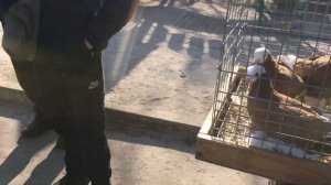 Ярмарка голубей г. Кривой Рог 9.03.2024. Ч.2