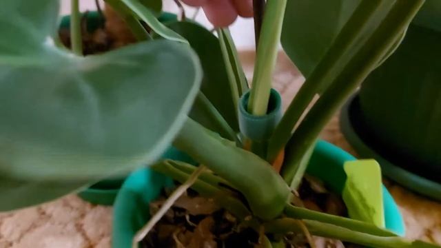 Что делать с воздушными корнями монстер и филодендронов? смотреть онлайн