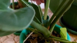 Что делать с воздушными корнями монстер и филодендронов?